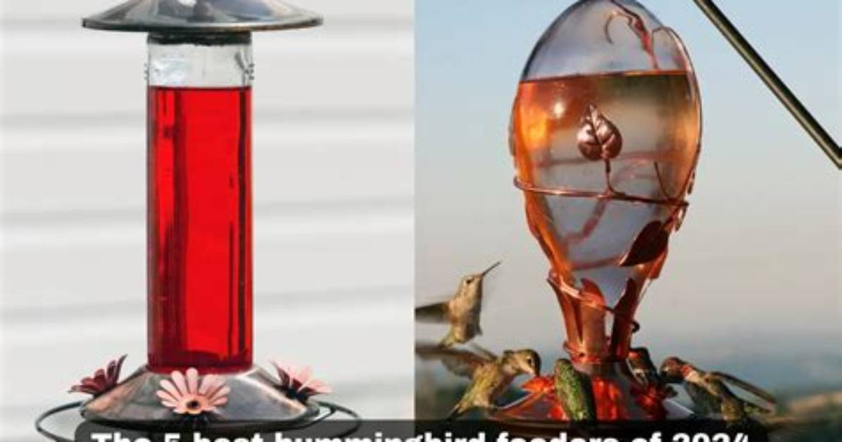 10 Best Hummingbird Feeders 2024