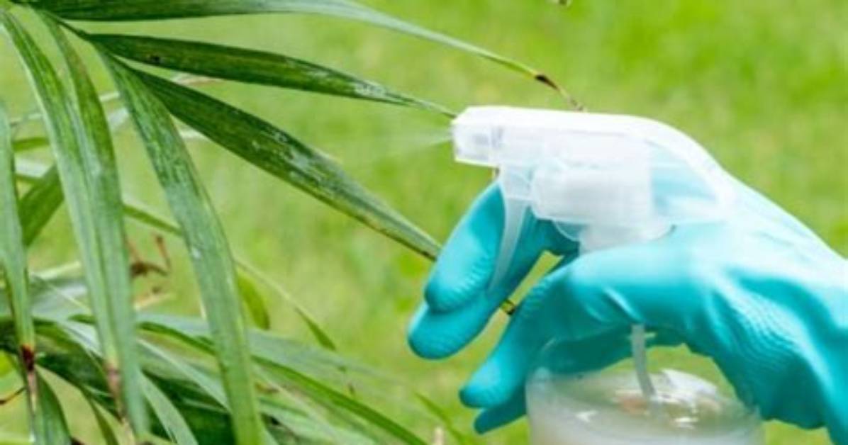 10 Ways to Safeguard Your Garden Against Thieves and Burglary