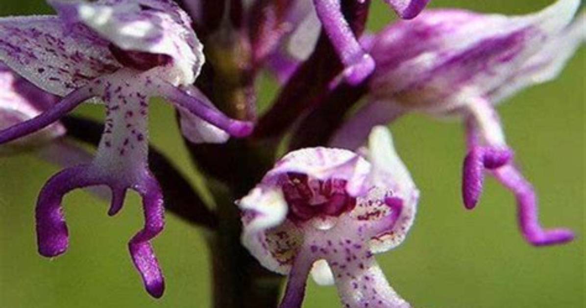 15 Flowers That Look Like Animals and Where They Are Native