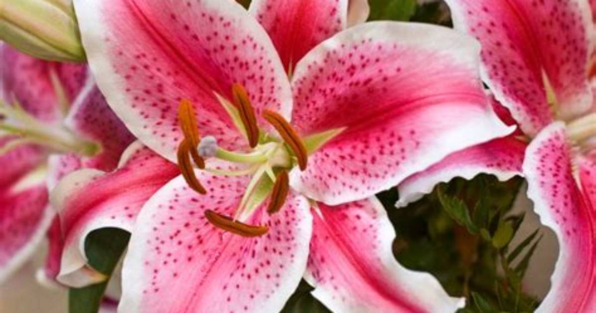 17 Types of Lilies - Favorite Perennial Flowers