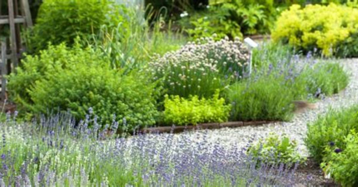 20 Best Perennial Herbs - Types of Herbs for an Edible Garden