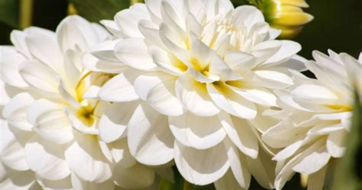 20 Best White Flowers for Your Garden