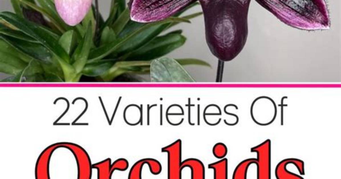22 Best Types of Orchids