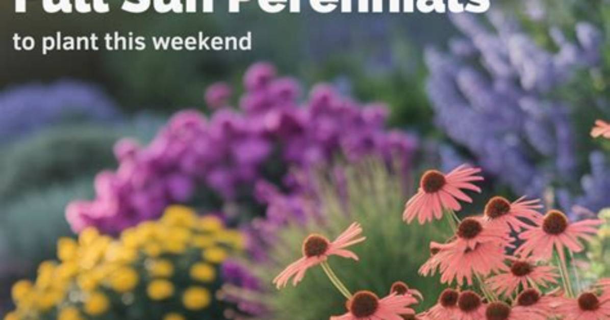 24 Best Low-Maintenance Flowers and Plants Outdoors