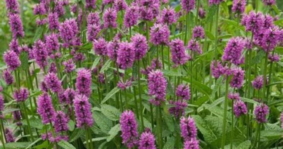 25 Best Full Sun Perennials