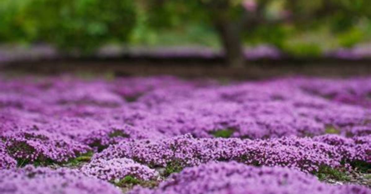 25 Best Ground Cover Flowers