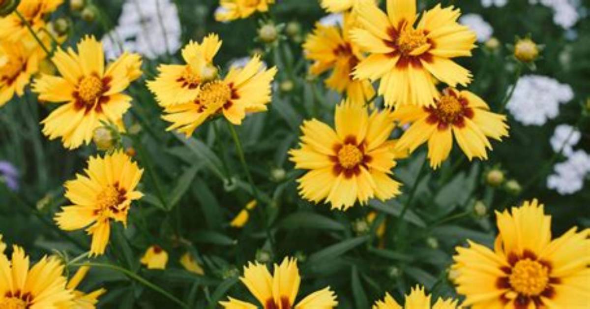 25 Yellow Flowers for Gardens