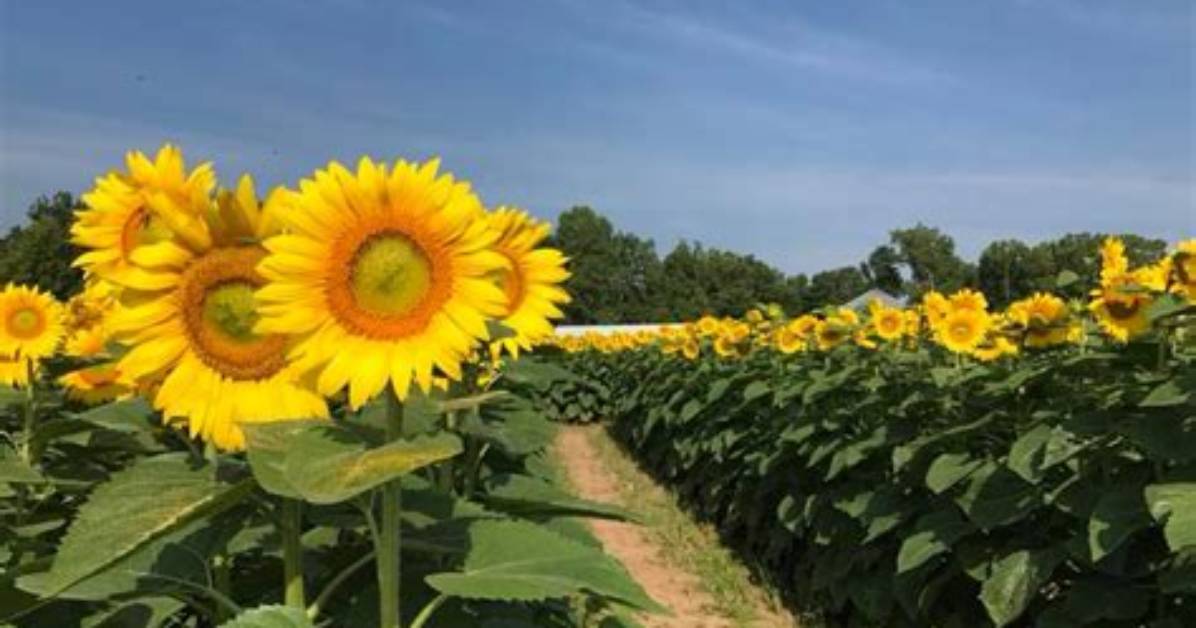 27 Best Sunflower Fields Near Me