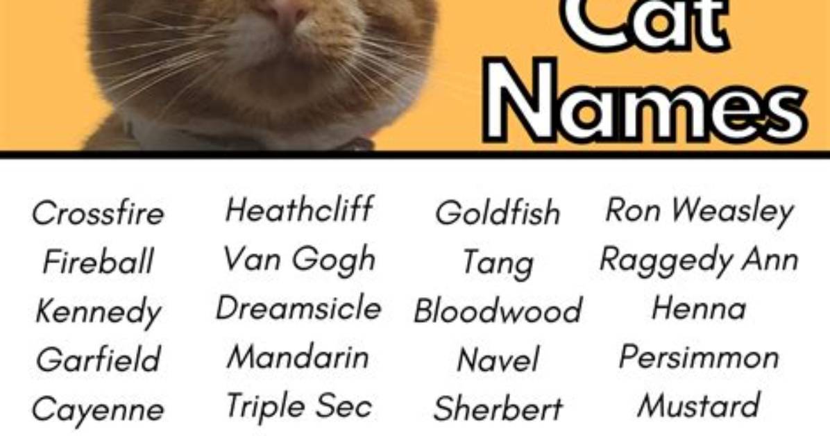 300 Names for Orange and White Cats (Good and Cute Suggestions)