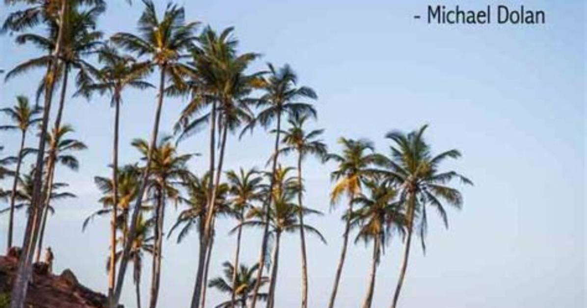 41 Quotes About Palm Trees