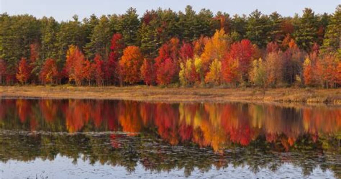 50 Beautiful Fall Foliage Pictures 2023