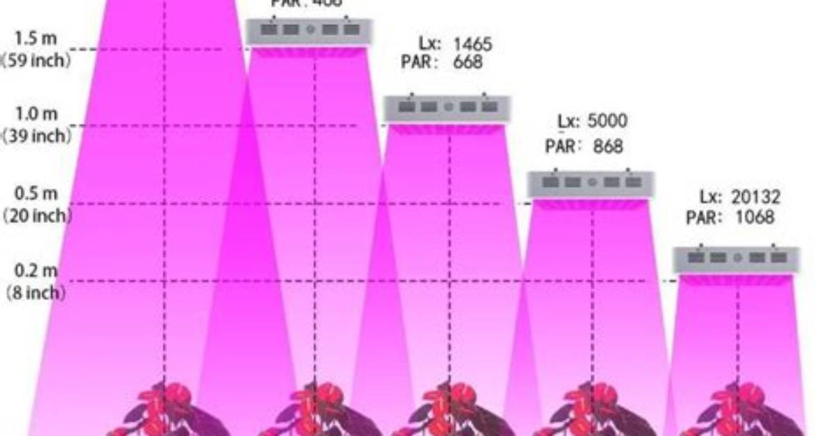 600W Hps Distance from Plants