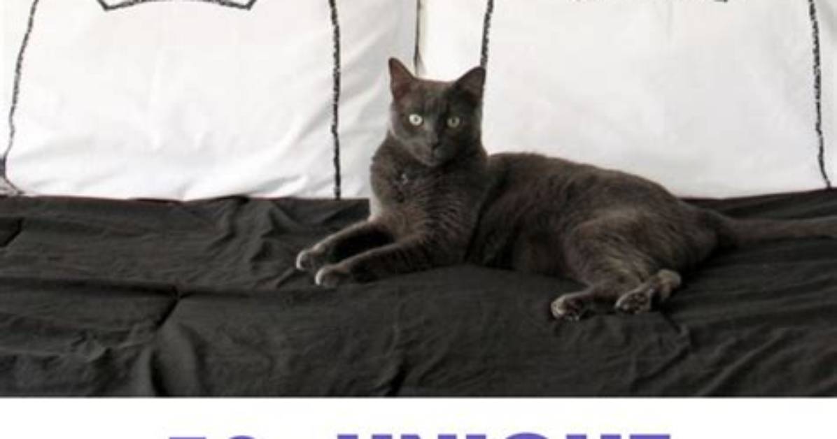 63 Best Gifts for Cat Lovers 2024