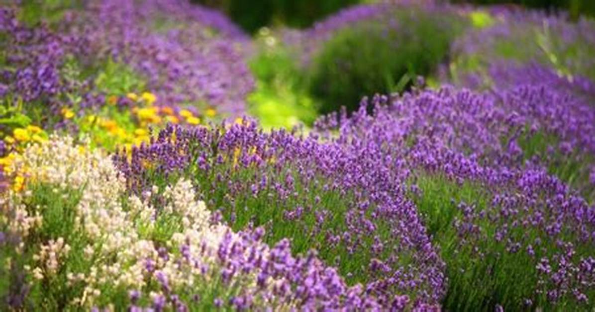 8 Best Flowering Herbs - Blooming Herbs with Flowers