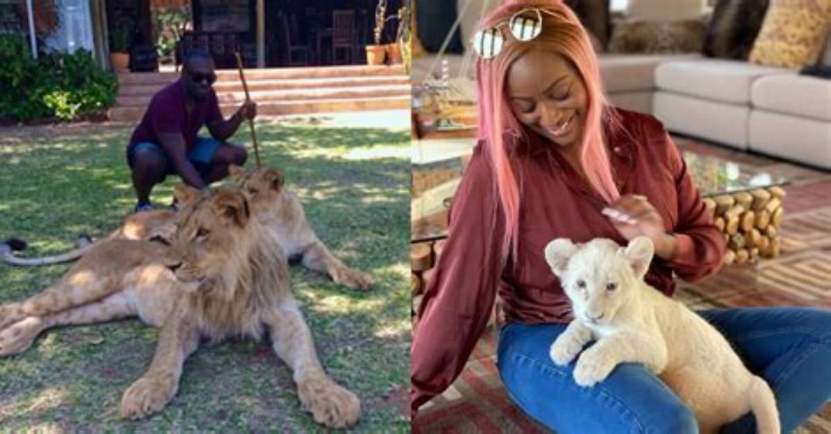 8 Celebrities with Exotic Animals (Pet Tigers, Monkeys and More)