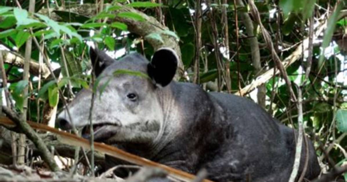 A Tapir, a Bat, and a "Giant Pickle"