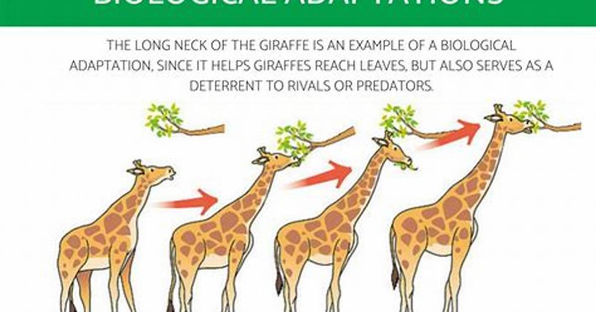 Adaptation How Plants Survive - Lisbd-Net. Com