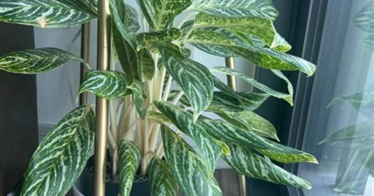 Aglaonema Height