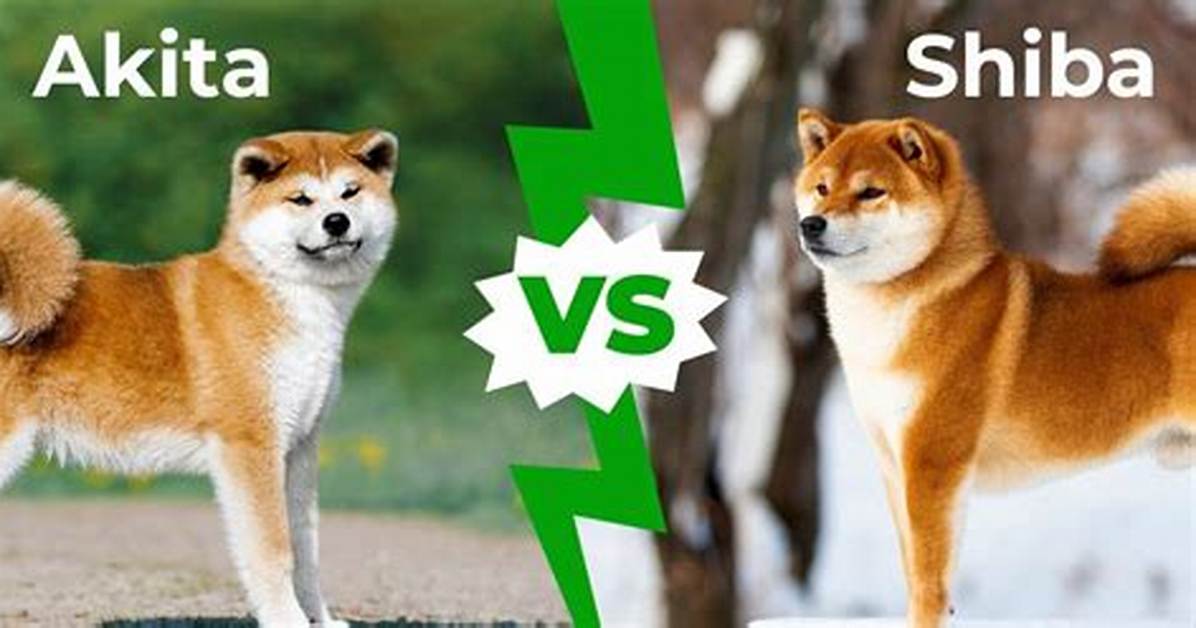 Akita vs Shiba - How to Discuss