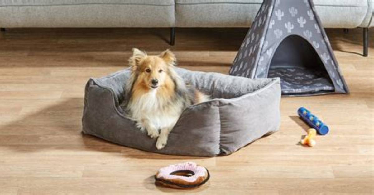 Aldi's New Specialbuy Range for Pets Is Here – and We Love the Teepees and Dog Houses