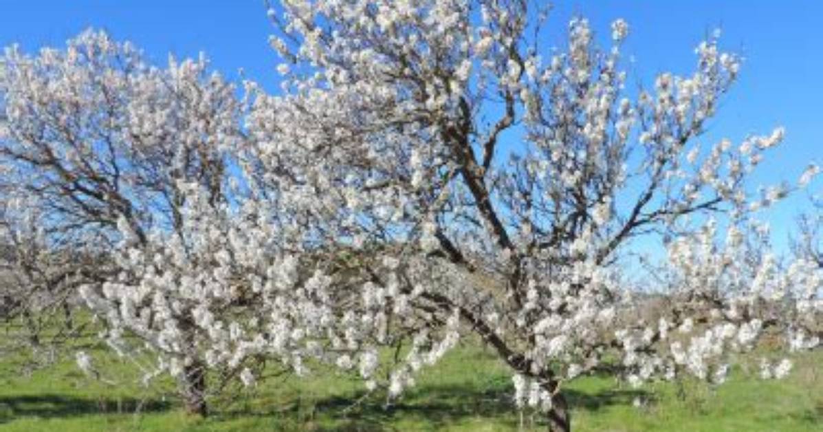 Almond Tree Texas