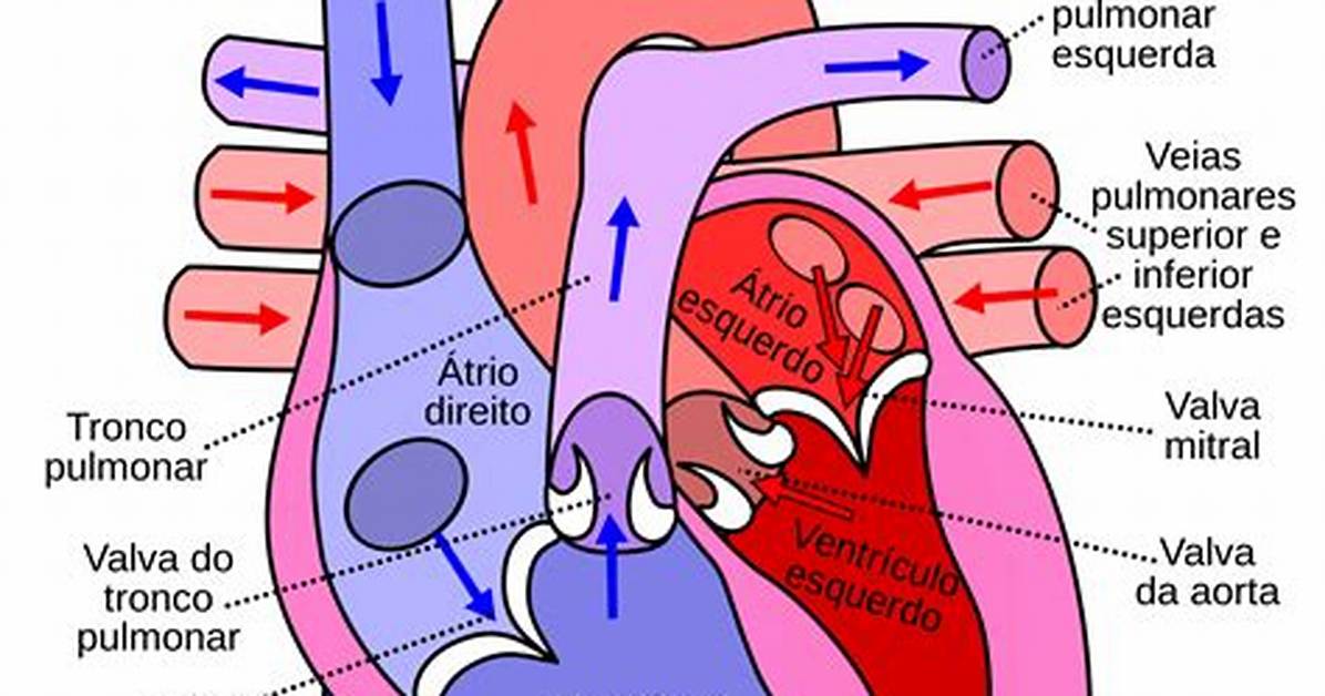 [Anatomia Do Coracao] Quiz