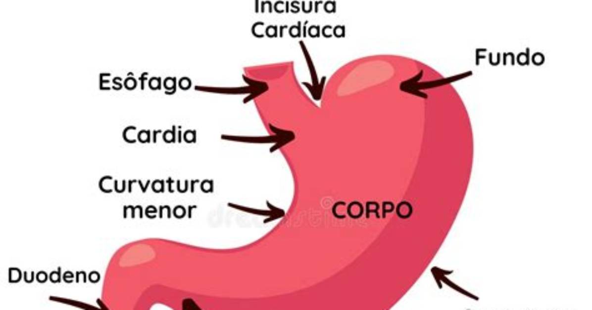 [Anatomia - Sistema Digestorio - Estomago] Quiz