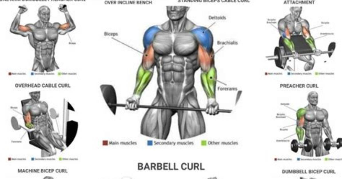 Anatomical Bicep Training - Fitness & Workouts