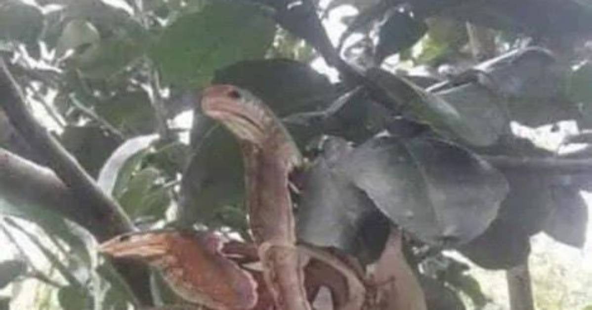 Angry-Looking ‘Snakes’ Spotted Lurking in Tree, but Everything Is Not as It Seems