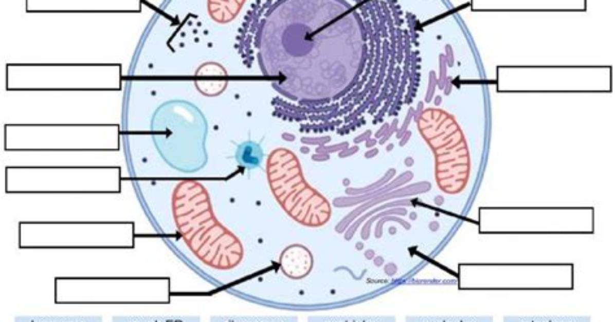 Animal Cell Organelles Labeling Interactive Quiz