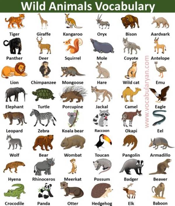Animal Words