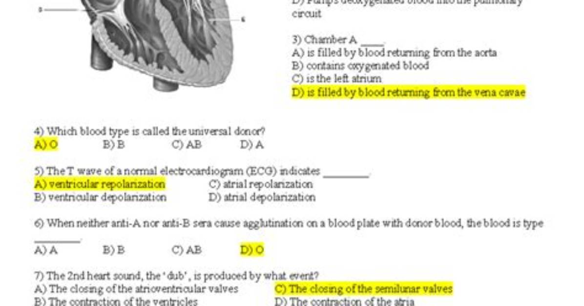 Ap 2 Exam 1 Study Figures — Playlist