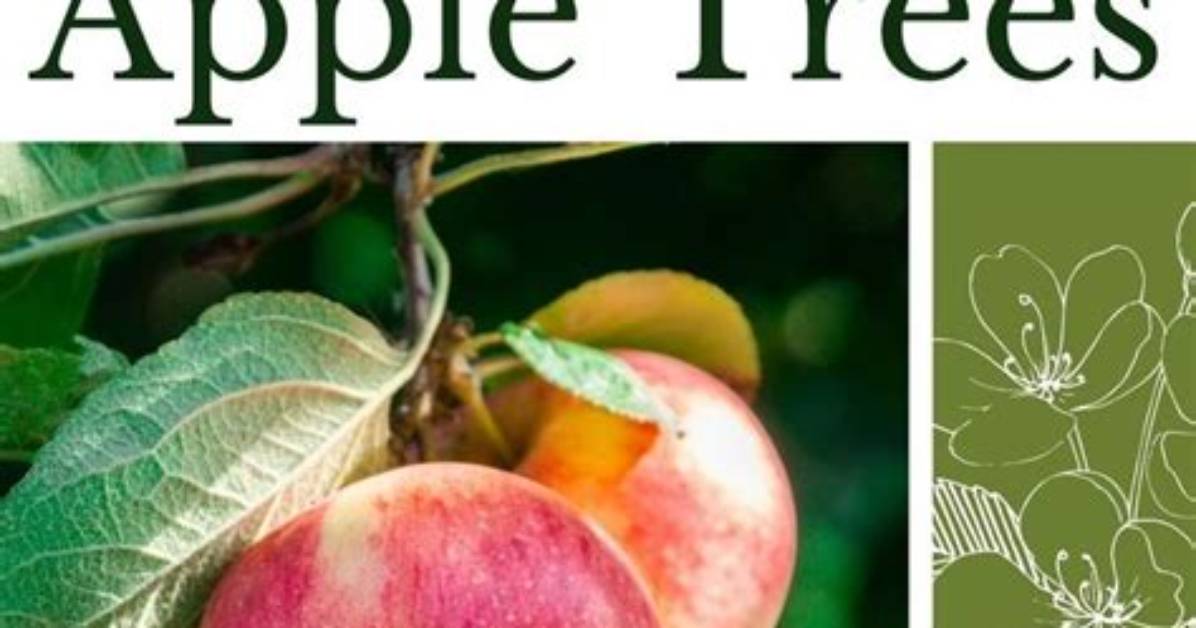 Apple Tree Care - How to Discuss