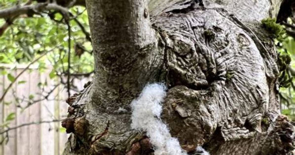 Apple Tree White Fluff