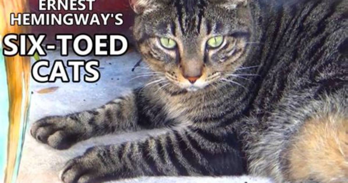 Are 7 Toed Cats Rare