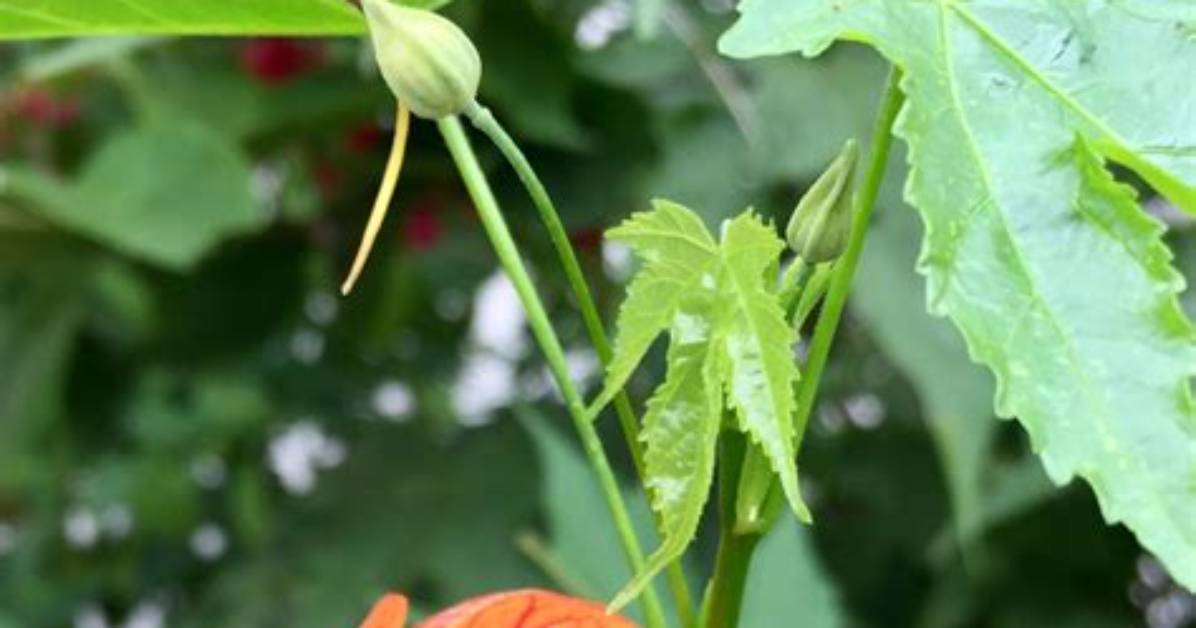 Are Abutilon Deer Resistant?