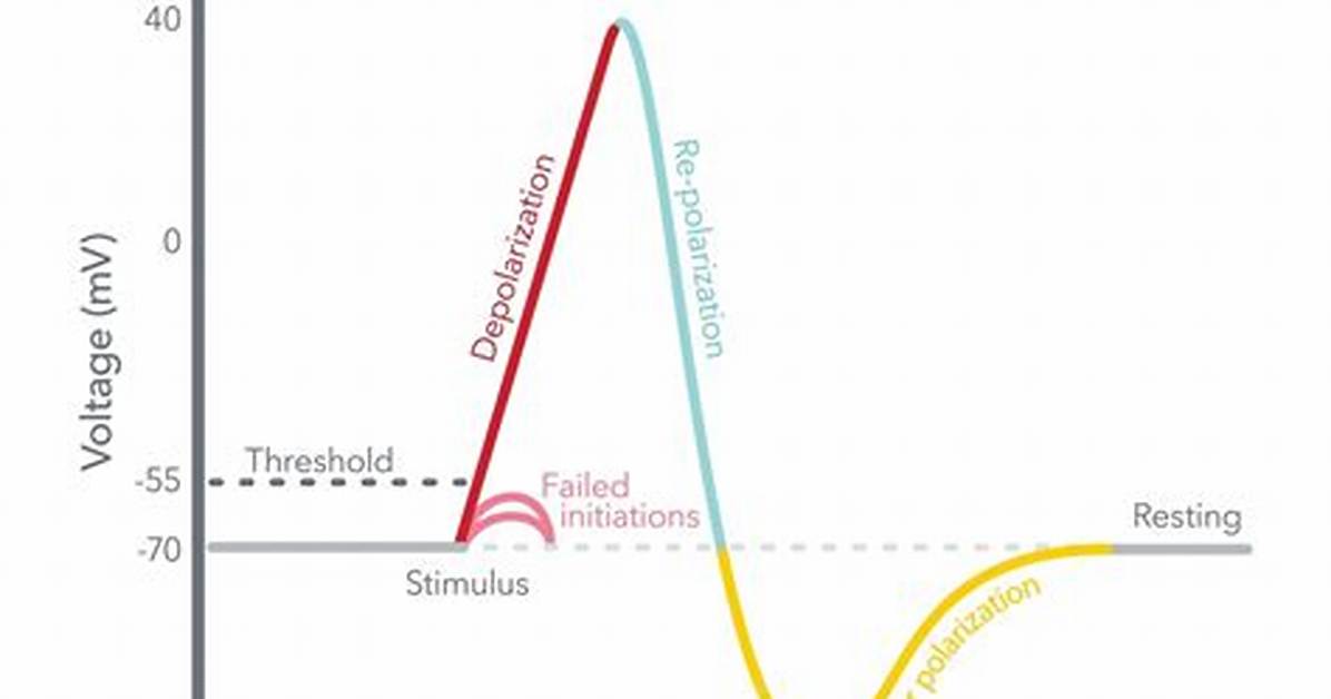 Are Action Potentials Rapid