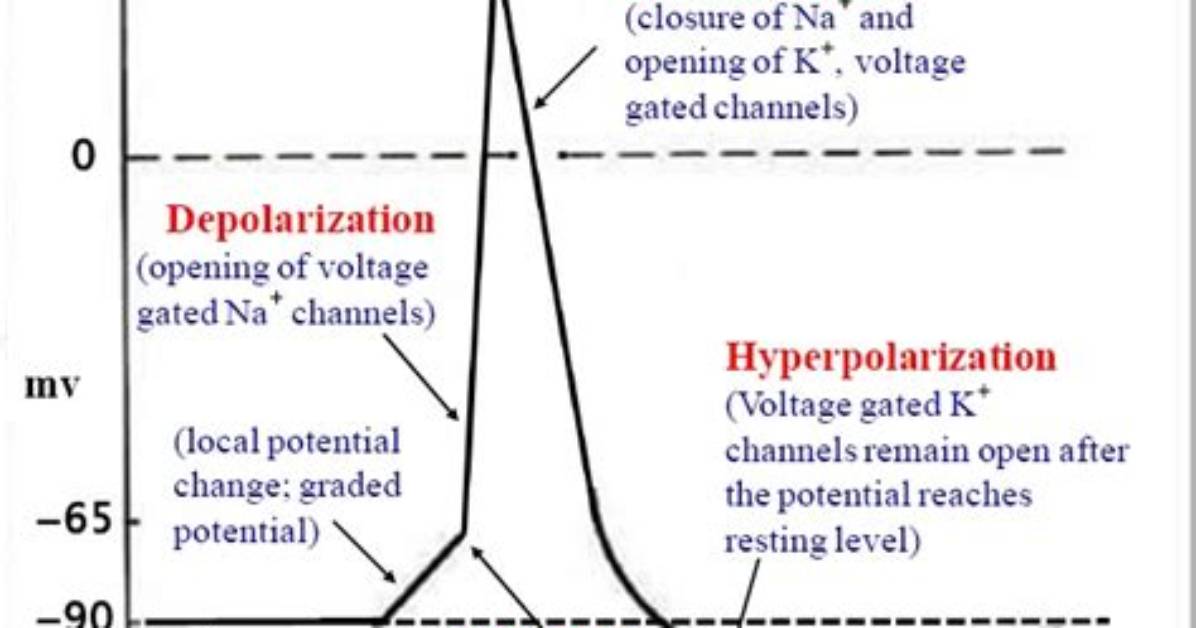 Are Action Potentials Self Propagating?