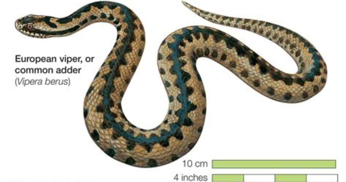 Are Adders and Vipers the Same?