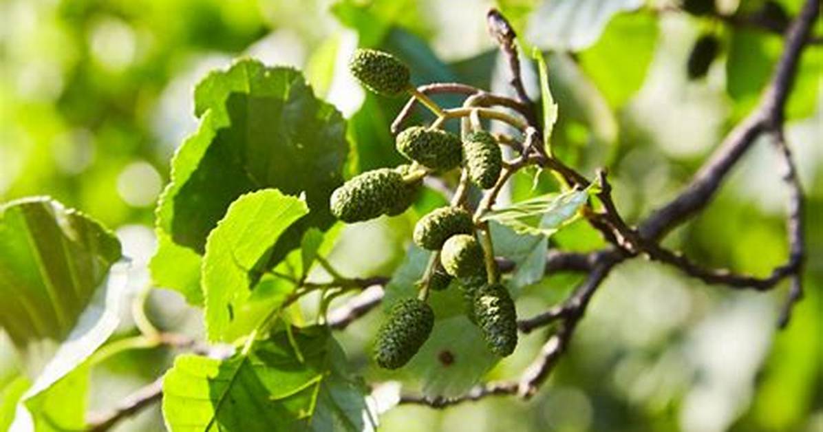 Are Alder Trees Edible