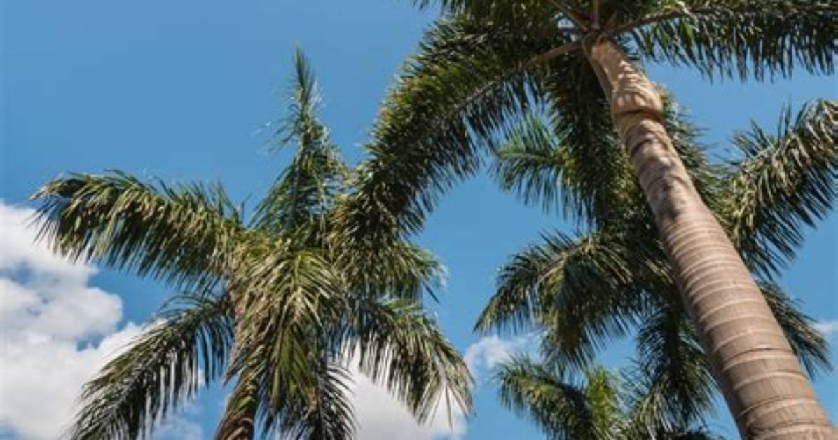Are Alexander Palms Self Cleaning