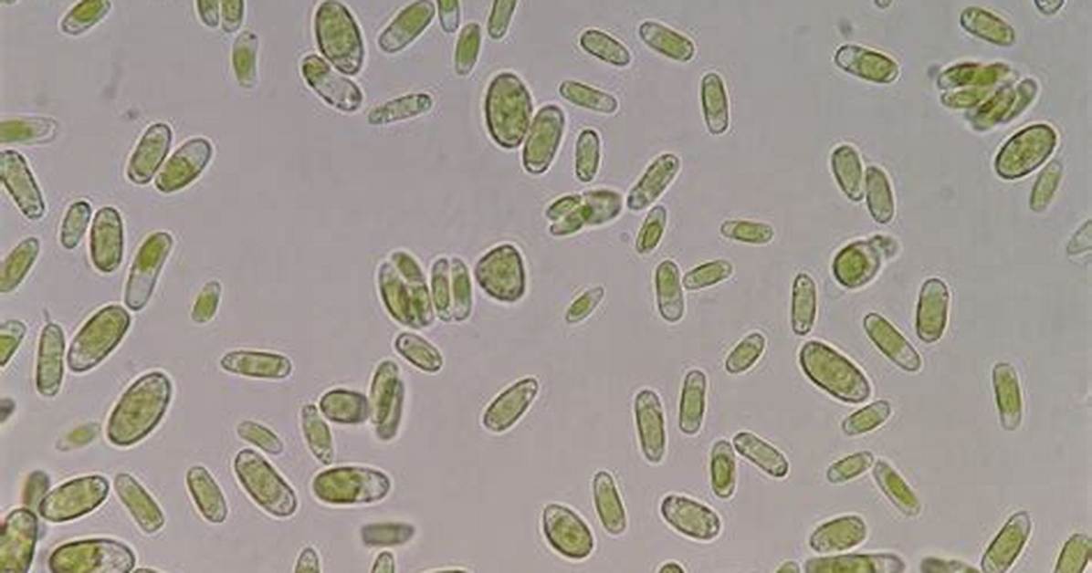 Are Algae Bacteria
