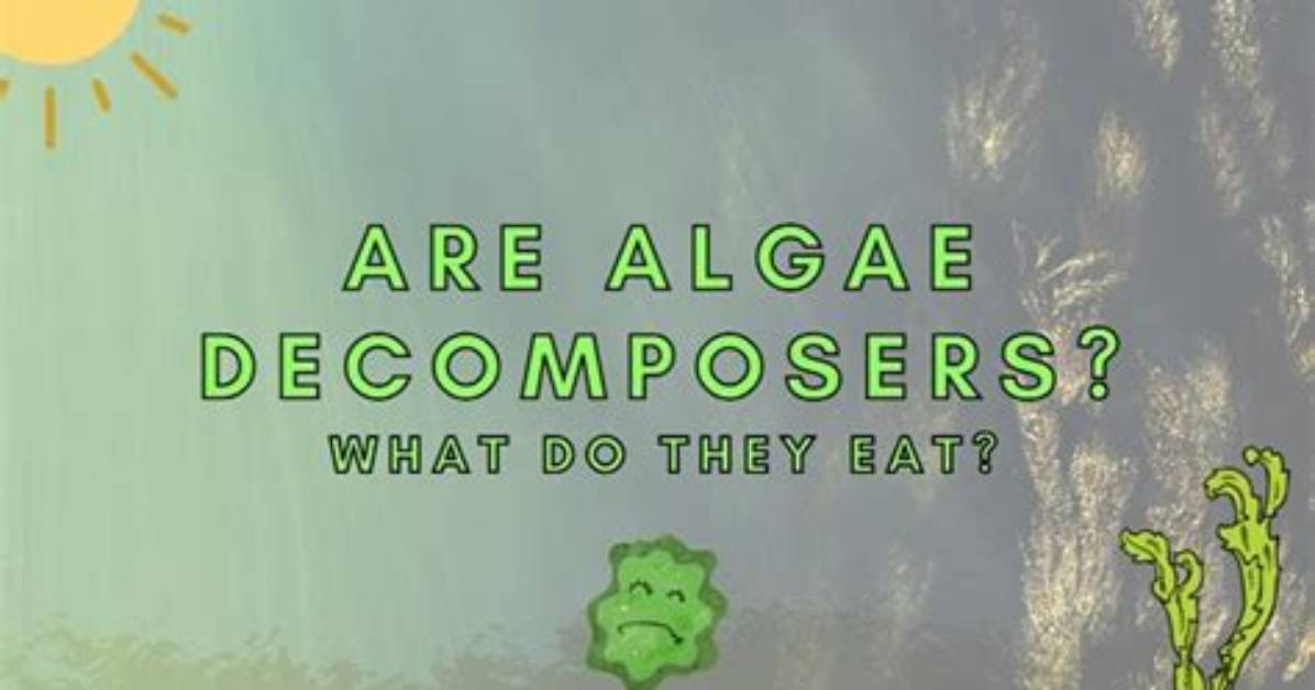 Are Algae Decomposers