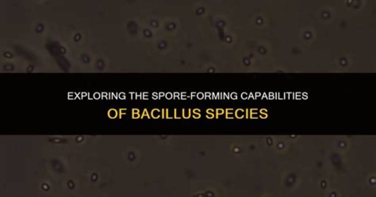 Are All Bacillus Spore Formers?