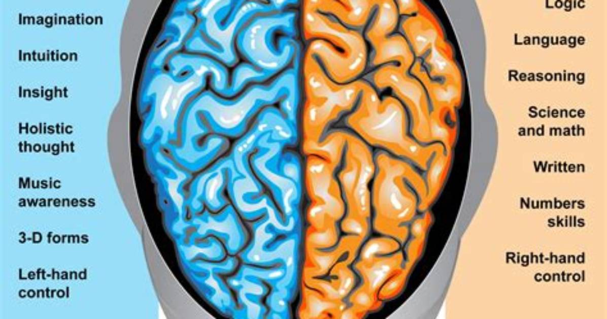 Are All Brain Functions Lateralized?