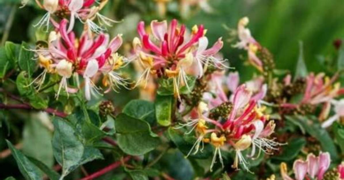 Are All Honeysuckle Fragrant?