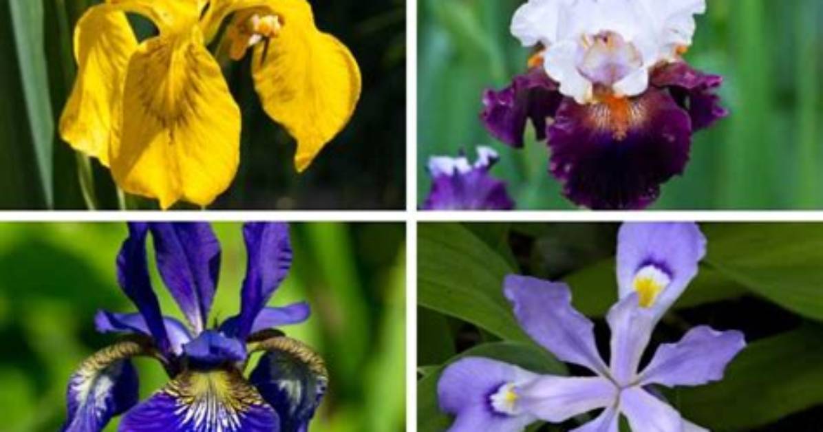 Are All Irises the Same Size?