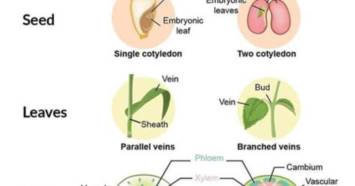 Are All Monocots Endospermic?