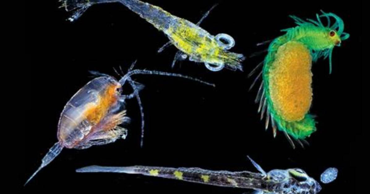 Are All Plankton Microscopic?