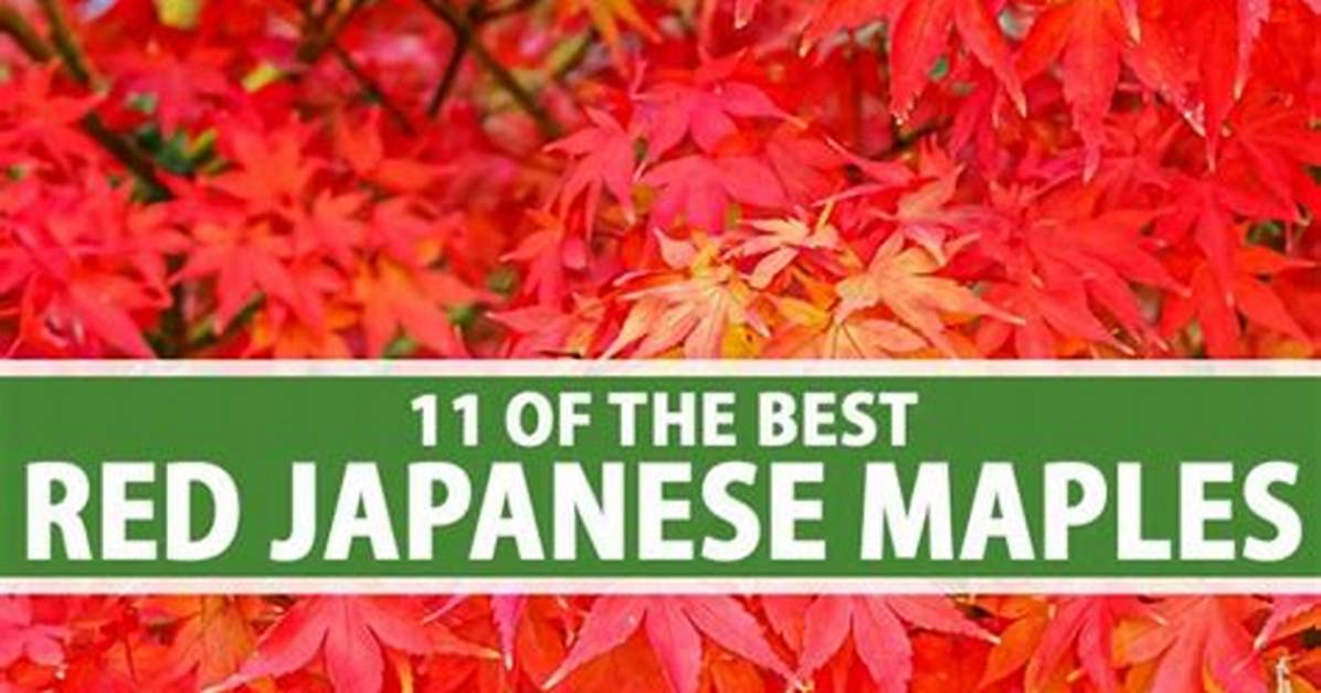 Are All Red Maples Red
